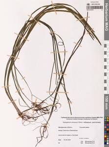 Ежеголовник всплывающий, Ежеголовник всплывший Rehmann, Сибирь, Чукотка и Камчатка (S7) (Россия)