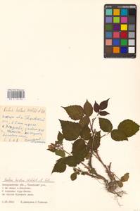 Ежевика щетинистая Waldst. & Kit., Восточная Европа, Западно-Украинский район (E13) (Украина)