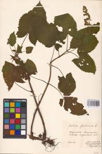 MHA 0 156 143, Шалфей железистый, Шалфей клейкий L., Восточная Европа, Западно-Украинский район (E13) (Украина)