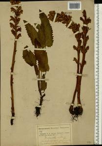 Заразиха белая Steph. ex Willd., Восточная Европа, Средневолжский район (E8) (Россия)