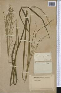 Panicum maximum Jacq., Ботанические сады и дендрарии (GARD)