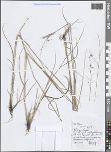 Poaceae, Зарубежная Азия (ASIA) (Индия)