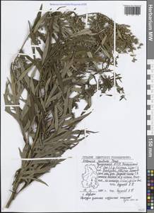 Artemisia vulgaris subsp. vulgaris, Восточная Европа, Волжско-Камский район (E7) (Россия)