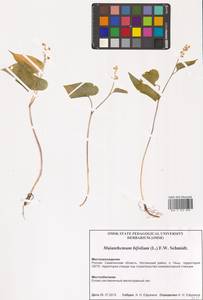 Майник двулистный (L.) F.W.Schmidt, Сибирь, Дальний Восток (S6) (Россия)