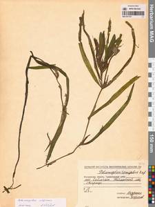 Рдест альпийский Balb., Сибирь, Чукотка и Камчатка (S7) (Россия)