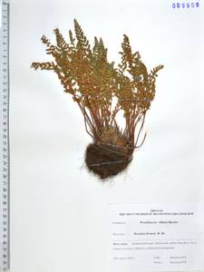 Вудсия эльбская (L.) R.Br., Сибирь, Дальний Восток (S6) (Россия)