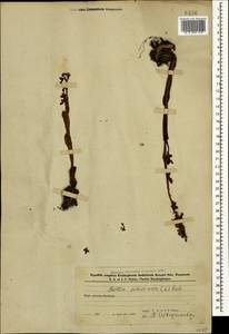 Гнездовка настоящая, Гнездовка обыкновенная (L.) Rich., Кавказ, Азербайджан (K6) (Азербайджан)