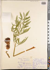 Вех ядовитый, Цикута L., Восточная Европа, Центральный район (E4) (Россия)