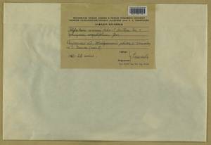 Polytrichum commune Hedw., Гербарий мохообразных, Мхи - Центральное Нечерноземье (B6) (Россия)