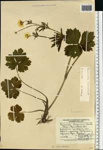 Ranunculus polyanthemos subsp. nemorosus (DC.) Schübl. & G. Martens, Восточная Европа, Западно-Украинский район (E13) (Украина)