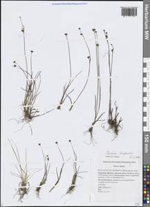 Ситник трехчешуйный L., Сибирь, Дальний Восток (S6) (Россия)