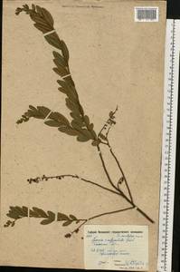 Хамедафна обыкновенная, Болотный мирт (L.) Moench, Восточная Европа, Московская область и Москва (E4a) (Россия)