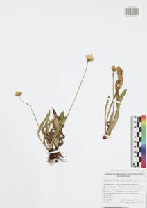 Кульбаба шершаволистная L., Восточная Европа, Центральный район (E4) (Россия)