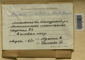 Atrichum undulatum (Hedw.) P. Beauv., Гербарий мохообразных, Мхи - Москва и Московская область (B6a) (Россия)