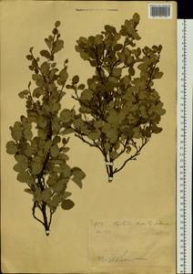 Береза приземистая Schrank, Сибирь, Западный (Казахстанский) Алтай (S2a) (Казахстан)