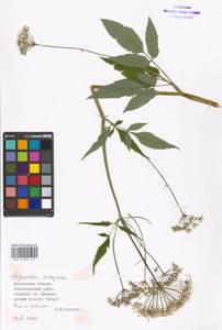 Сныть обыкновенная L., Восточная Европа, Московская область и Москва (E4a) (Россия)