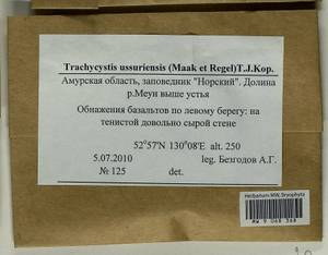 Trachycystis ussuriensis (Regel & Maack) T.J. Kop., Гербарий мохообразных, Мхи - Дальний Восток (без Чукотки и Камчатки) (B20) (Россия)