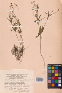 Лютик однолистный Ovcz., Восточная Европа, Восточный район (E10) (Россия)