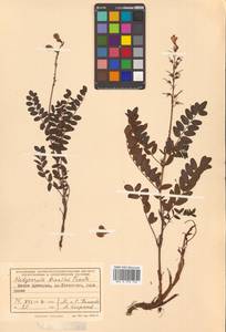 Копеечник копеечниковый (L.) Schinz & Thell., Сибирь, Дальний Восток (S6) (Россия)