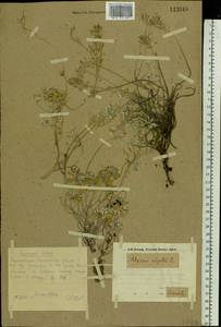 Odontarrhena tortuosa subsp. tortuosa, Восточная Европа, Восточный район (E10) (Россия)