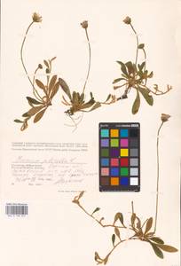 Ястребиночка обыкновенная, Ястребиночка волосистая Vaill., Восточная Европа, Южно-Украинский район (E12) (Украина)