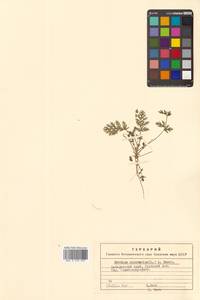 Аистник цикутовый, Аистник обыкновенный (L.) L'Hér., Сибирь, Дальний Восток (S6) (Россия)