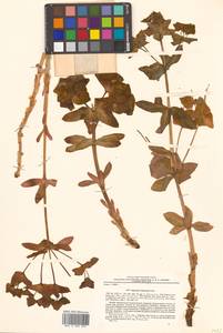Euphorbia hylonoma Hand.-Mazz., Сибирь, Дальний Восток (S6) (Россия)