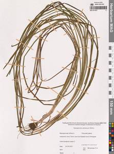 Ежеголовник всплывающий, Ежеголовник всплывший Rehmann, Сибирь, Чукотка и Камчатка (S7) (Россия)