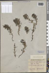 Живучка хиосская (Schreb.) Arcang., Кавказ, Азербайджан (K6) (Азербайджан)