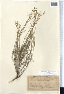 Astragalus kustanaicus Popov, Средняя Азия и Казахстан, Прикаспийский Устюрт и Северное Приаралье (M8) (Казахстан)