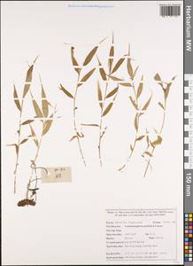 Caulokaempferia petelotii K.Larsen, Зарубежная Азия (ASIA) (Вьетнам)