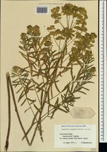 Euphorbia tommasiniana Bertol., Крым (KRYM) (Россия)
