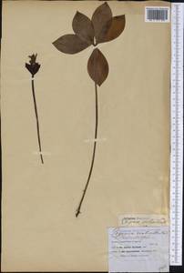 Isotria verticillata (Muhl. ex Willd.) Raf., Америка (AMER) (США)