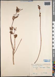 Мытник перевернутый L., Сибирь, Чукотка и Камчатка (S7) (Россия)