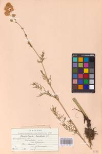 Василисник светлый, Василисник блестящий L., Восточная Европа, Центральный район (E4) (Россия)