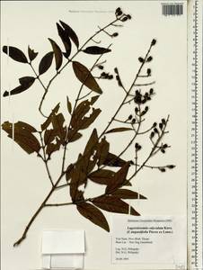 Lagerstroemia calyculata Kurz, Зарубежная Азия (ASIA) (Вьетнам)