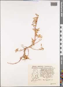 Chenopodium novopokrovskyanum (Aellen) Uotila, Восточная Европа, Волжско-Камский район (E7) (Россия)