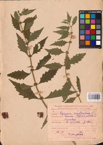 MHA 0 157 822, Зюзник европейский L., Восточная Европа, Средневолжский район (E8) (Россия)