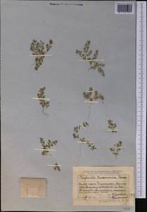 Euphorbia granulata Forssk., Средняя Азия и Казахстан, Джунгарский Алатау и Тарбагатай (M5) (Казахстан)