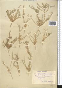 Caroxylon turkestanicum (Litv.) Akhani & Roalson, Средняя Азия и Казахстан, Сырдарьинские пустыни и Кызылкумы (M7) (Узбекистан)