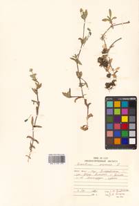 Cerastium fischerianum subsp. albimarginatum (Vorosch.) Vorosch., Сибирь, Дальний Восток (S6) (Россия)