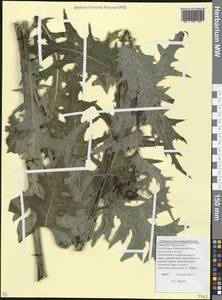 Бодяк многоцветковый Petr., Кавказ, Ставропольский край, Карачаево-Черкесия, Кабардино-Балкария (K1b) (Россия)