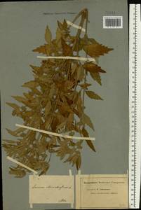 Щетинохвост шандровый (L.) Ehrh. ex Rchb., Восточная Европа, Нижневолжский район (E9) (Россия)