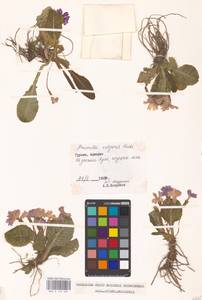 Первоцвет обыкновенный Huds., Кавказ, Грузия (K4) (Грузия)