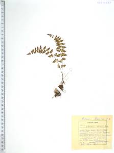 Вудсия эльбская (L.) R.Br., Сибирь, Дальний Восток (S6) (Россия)