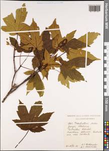 Acer heldreichii subsp. trautvetteri (Medvedev) A. E. Murray, Кавказ, Грузия (K4) (Грузия)