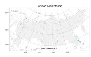 Lupinus nootkatensis, Люпин нутканский Donn ex Sims, Атлас флоры России (FLORUS) (Россия)