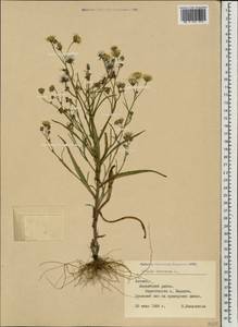 Скерда кровельная L., Восточная Европа, Латвия (E2b) (Латвия)