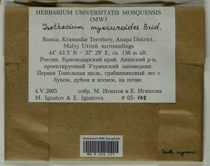 Pseudisothecium myosuroides (Brid.) Grout, Гербарий мохообразных, Мхи - Северный Кавказ и Предкавказье (B12) (Россия)