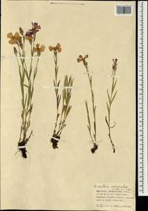 Гвоздика китайская L., Монголия (MONG) (Монголия)